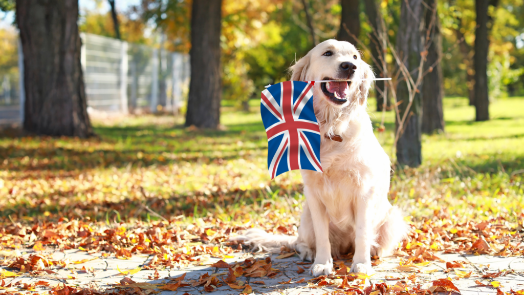 relocating pets to the uk